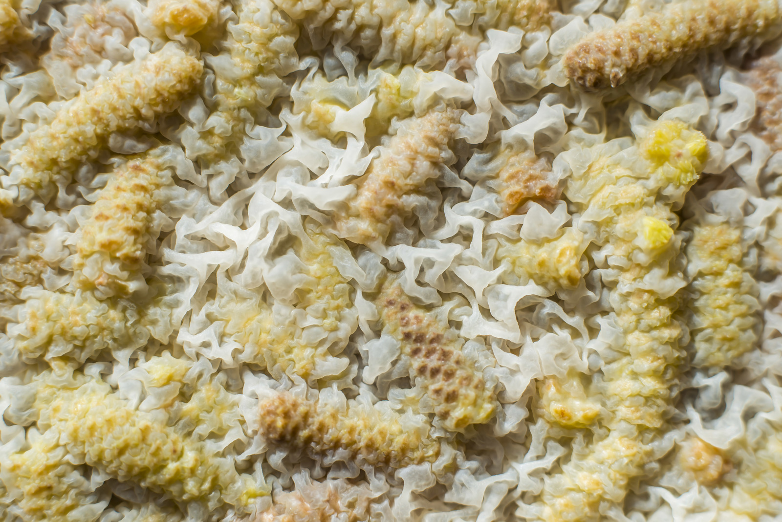 Starter culturen: waarom ze het verschil maken in fermentatie